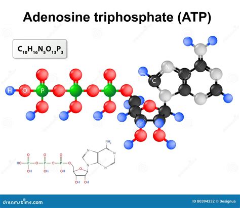 Image result for ATP Molecule Structure