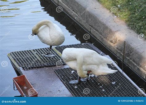 A couple of white swans stock photo. Image of wings - 139122186