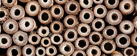 Our Top Tips For How To Celebrate World Bee Day - Twinkl USA