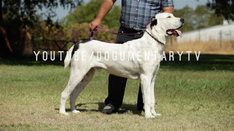 Alabai dogs, the great Central Asian shepherds