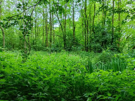 Bioenergy Picture Example 的图像结果