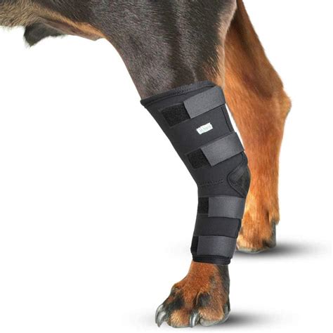 Evaluación del ángulo de la pierna trasera en perros