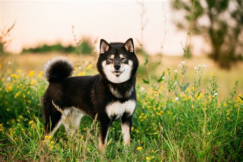 Discover the Charm of Black Shiba Inu: Facts and Care Tips