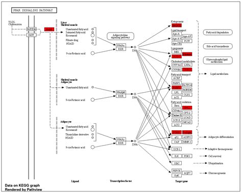 Pressurized Hot Water Extraction of Mangosteen Pericarp and Its ...