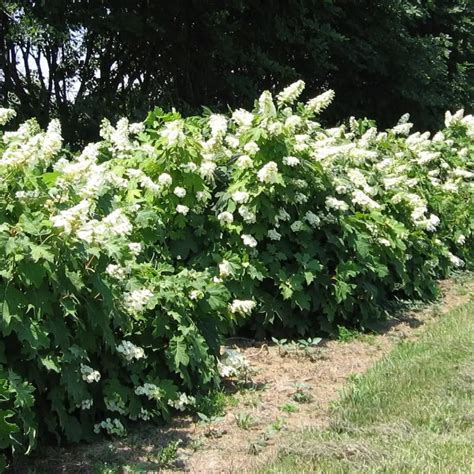 Stunning Companion Plants For Oakleaf Hydrangeas - bsserbaserbi