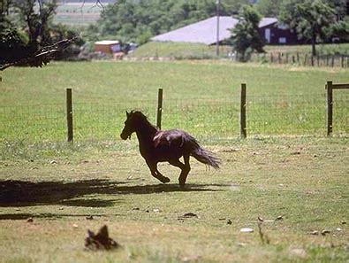 Sadakatin Temsilcisi Atlar (Equidae) - At Resimleri (2. Katalog) - Sayfa 10