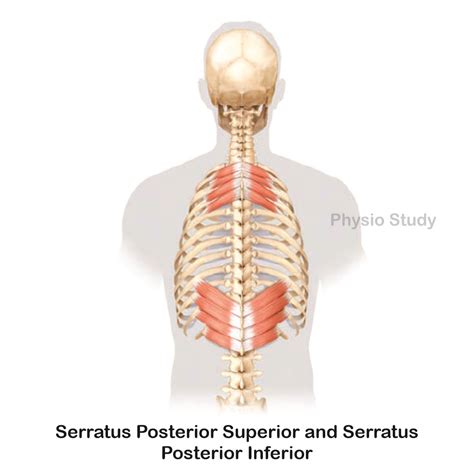 Serratus Posterior