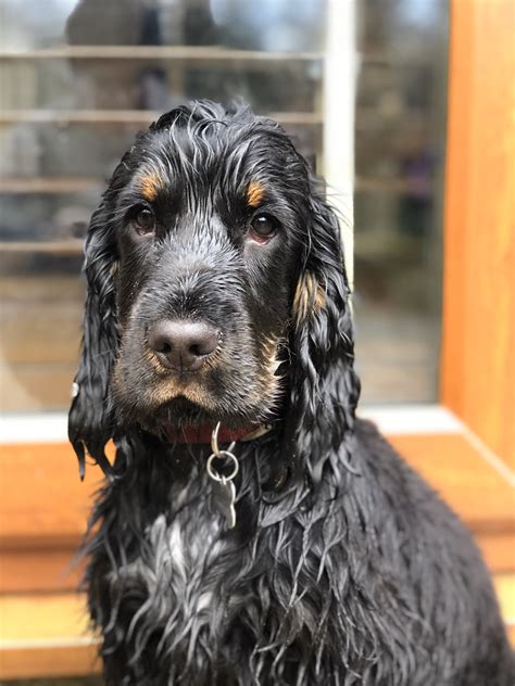 Does The Blue Picardy Spaniel Like To Swim