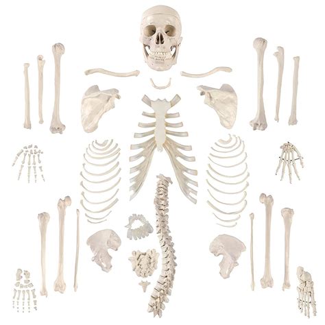 Buy Life Sized Disarticulated Human Skeleton, Full Anatomical Model ...