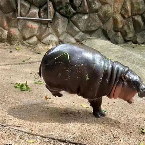 Hippo community | sometimes i don't know how to explain moodeng behavior 😆😅 By @immoodeng #hippo ...