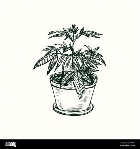Weeds Plants Drawings