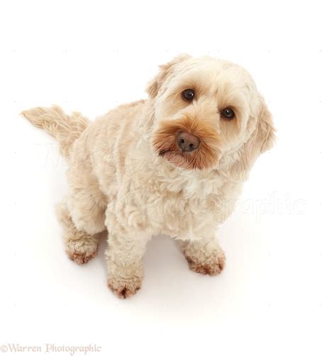 Image result for Cream Cockapoo Adult