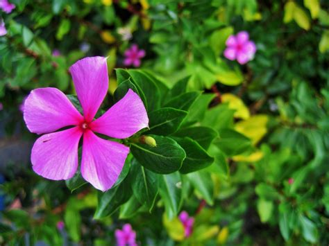 Pink Periwinkle Plants And Flower Free Stock Photo - Public Domain Pictures