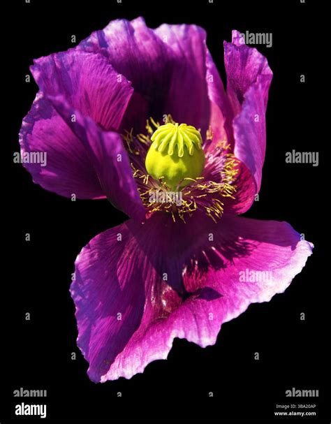 Detail of opium poppy flower, in latin papaver somniferum isolated on ...