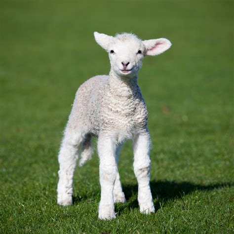 Basic Lambing and Rearing Guide — Rangiora Vet Centre