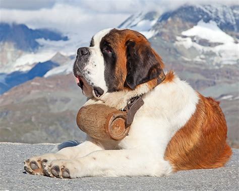 São Bernardo | Raças de Cães de Grandes | Cão Nosso | Treino Canino
