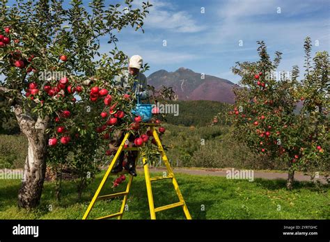 Apple Computer Work Scene 的图像结果