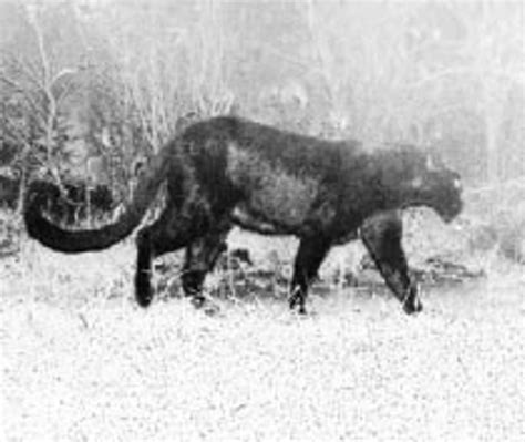 Camera Traps Reveal Rich, Healthy Khanapur Jungle