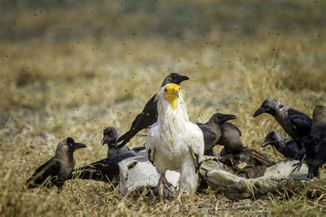 Zootopia In The Desert | Nature inFocus