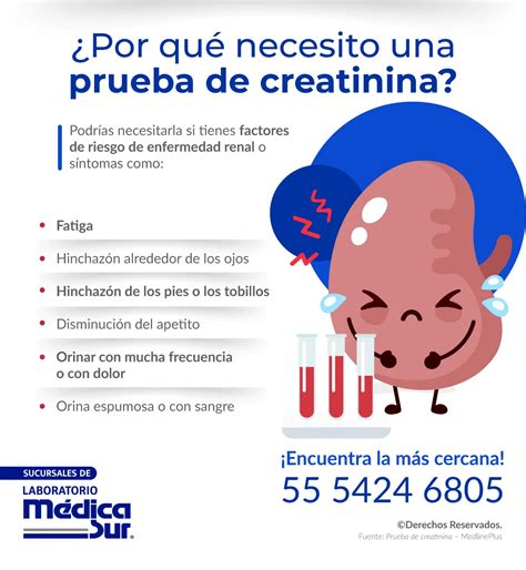 Creatinina En Orina Sobre Su Significado E Interpretación | Doctor Online