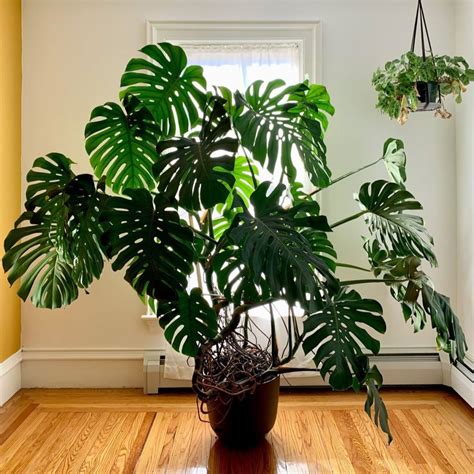 31 Low Light Indoor Plants That Flourish in Dim Spaces