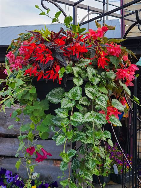 Made for the Shade Hanging Basket - Prairie Gardens