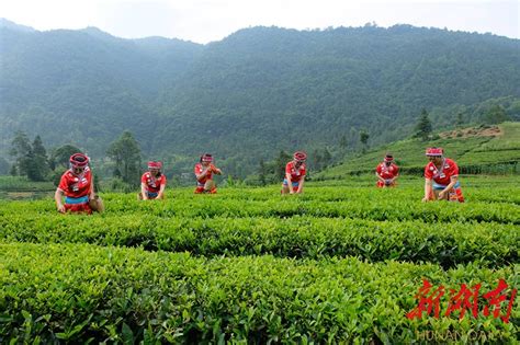 湖南保靖：助农采茶-人民图片网