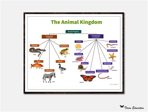 Animal Kingdom Taxonomy