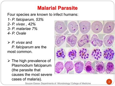 Species Of Malaria Parasite