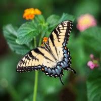 Kaul Funeral Home Obituaries