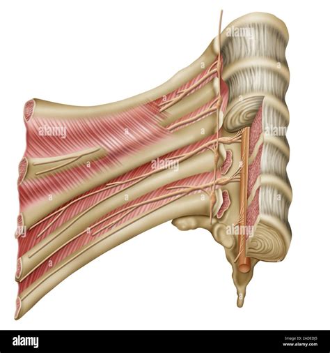 Sympathetic chain ganglia anatomy, illustration. A ganglion is a ...