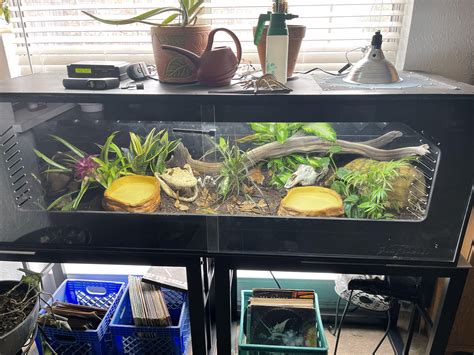 Image result for Bioactive Ball Python Tank