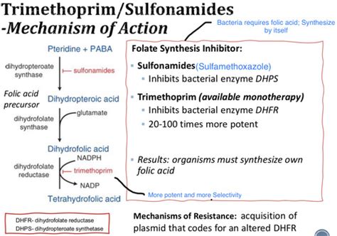 Image result for Folate DNA Synthesis