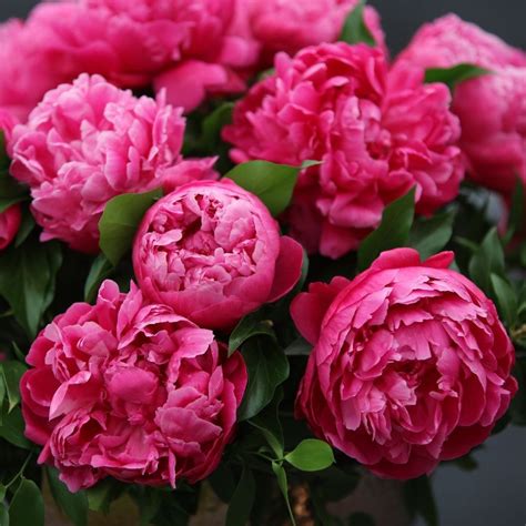 Buy paeony or peony Paeonia lactiflora 'Red Sarah Bernhardt': Delivery ...