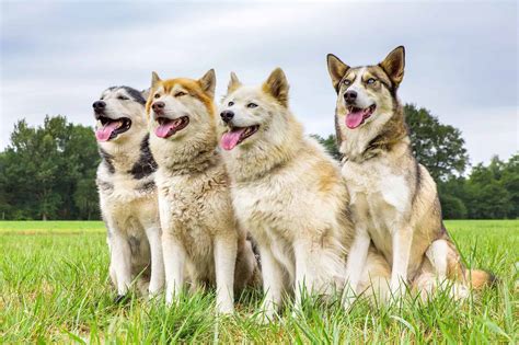 Dog Breeds That Are Similar To Huskies at Michelle Ma blog