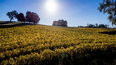 Mountain View Vineyard - Tumbarumba Wine