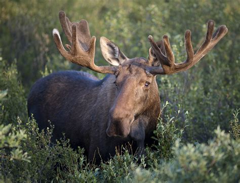 Moose history and some interesting facts