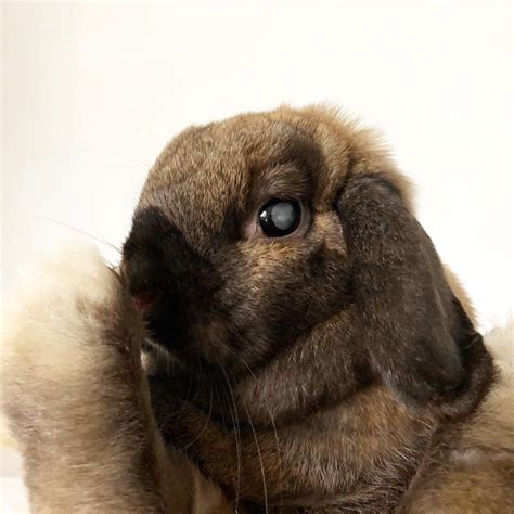 My blind bunny looks like a spooky fortune teller that can see into the ...
