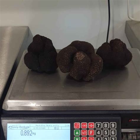 Black Winter Truffles, Australian Tuber Melanosporum