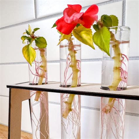 How to Grow and Care for Impatiens - growhappierplants.com