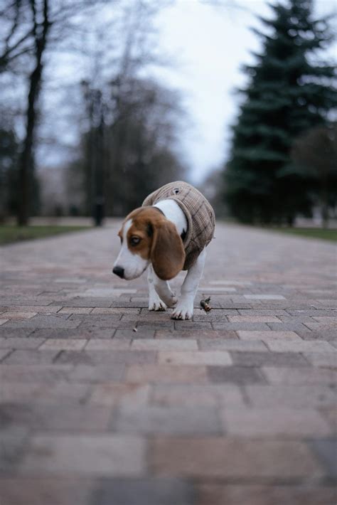 Running Dog 的图像结果