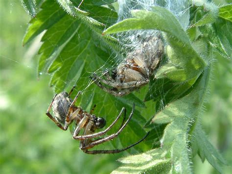 Spider Reproduction - The Herpetoculture Network