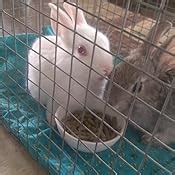 Buy Boltz Premium Rabbit Food, Nutritionist Choice (ISO 9001 Certified ...