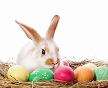 Image result for Real Easter Bunny
