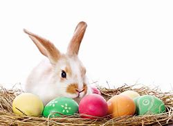 Image result for Baby Easter Bunnies