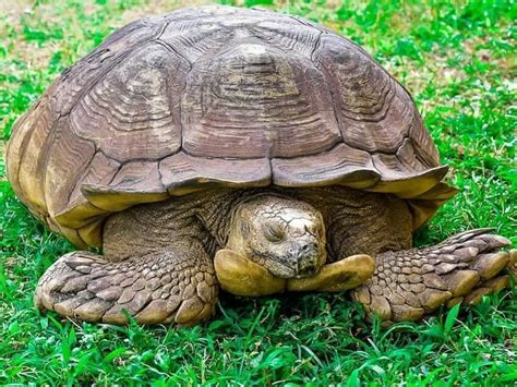 Africa's Oldest Tortoise - Alagba - Dies At The Age Of 344