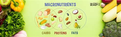 Macronutrients Demystified: Exploring Proteins, Carbohydrates, and Fat ...