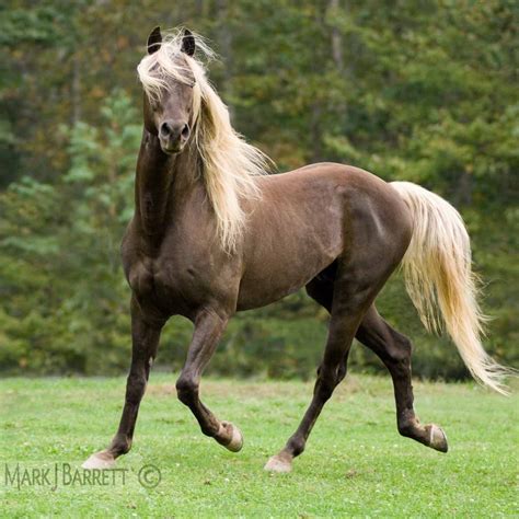 Brown horse :: Rocky Mountain Horse stallion | Horses, Beautiful horses ...
