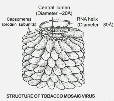 Tobacco mosaic virus diagram - Brainly.in