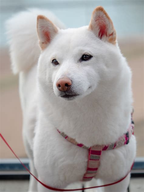 10 Japanese Dog Breeds You Might Not Know | PetMD